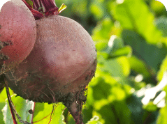 agricultura ecologica